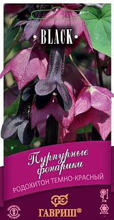 Родохитон Пурпурные фонарики, 4 шт. Black