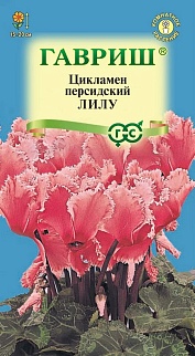 Цикламен персидский Лилу, 3 шт.