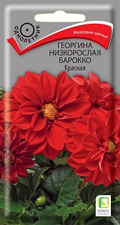 Георгина низкорослая Барокко Красная, 0,2 г