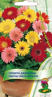 Гербера джемсона Гибрид смесь окрасок, 10 шт.