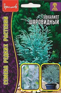 Эвкалипт Шаровидный, 10 шт.