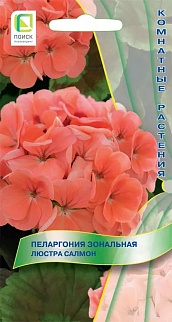 Пеларгония зональная Люстра Салмон, 5 шт. Комнатные растения