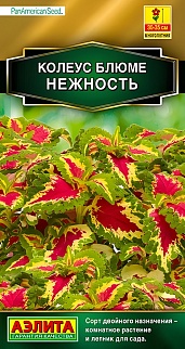 Колеус блюме Нежность, 5 шт.