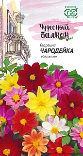 Георгина Чародейка, смесь, 0,3 г. Чудесный балкон. 