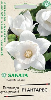Платикодон крупноцветковый Антарес F1, 5 шт. Саката.