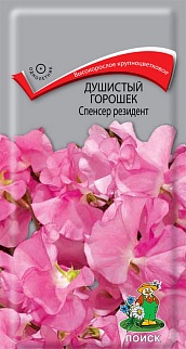 Душистый горошек Спенсер резидент, 1 г