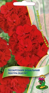 Пеларгония Люстра скарлет, 5 шт. Комнатные растения