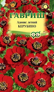 Адонис Керубино, 0,2 г