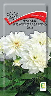 Георгина низкорослая Барокко Белая, 0,2 г