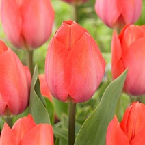 Тюльпан дарвинов гибрид Орандж Ван Ейк, 11/12, 1 шт.