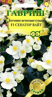 Бегония вечноцветущая Сенатор Вайт F1, 4 шт. Элитная клумба.
