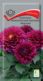 Георгина низкорослая Барокко Фиолетовая, 0,2 г