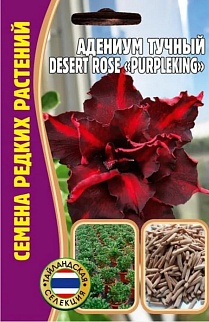 Адениум PurpleKing DESERT ROSE, 3 шт.