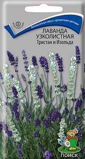 Лаванда узколистная Тристан и Изольда, 10 шт.