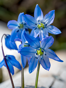 Сцилла Сибирская, 7/8, 1 шт.