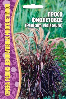 Просо фиолетовое (Panicum violaceum), 0,1 г