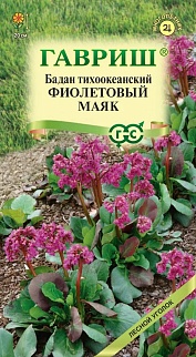 Бадан тихоокеанский Фиолетовый маяк 0,01 г. Лесной уголок.