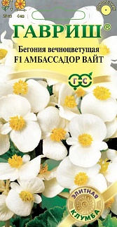 Бегония вечноцветущая Амбассадор Вайт F1, 4 шт. Элитная клумба. 