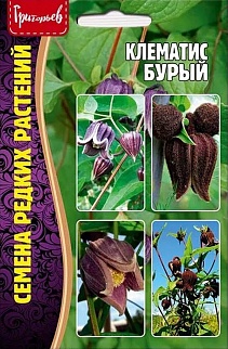 Клематис Бурый, 4 шт.